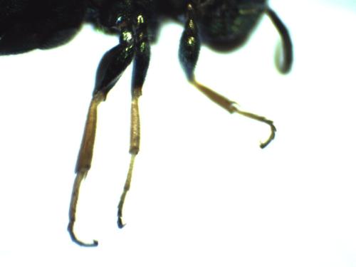 Colpopyga flavipes
